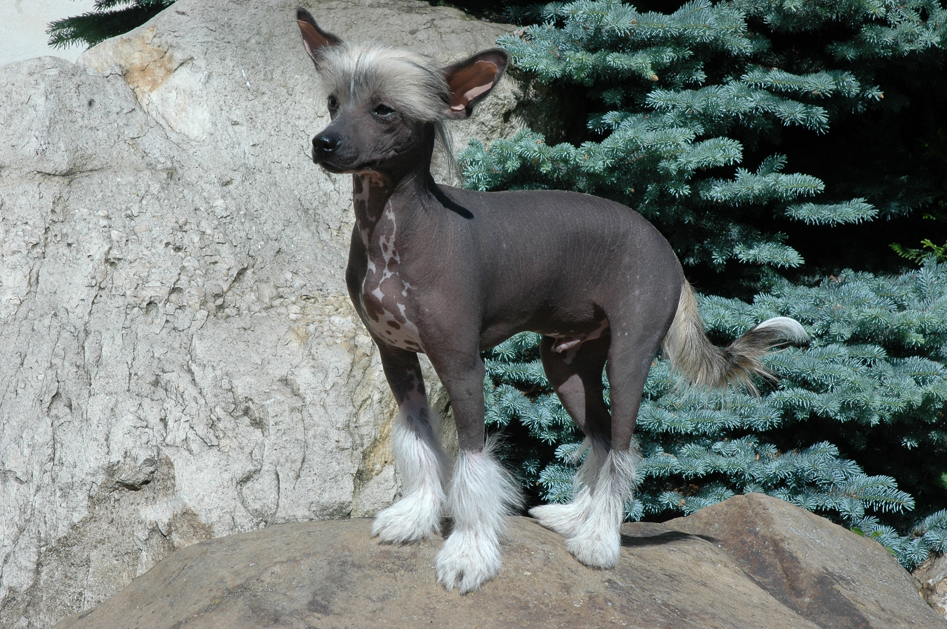 A chinese crested store dog